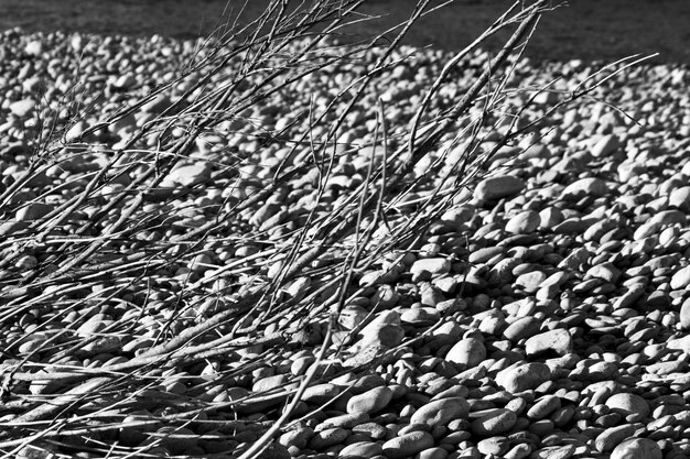 Closeup shot of tree branches on rocks with blurred background in black and white