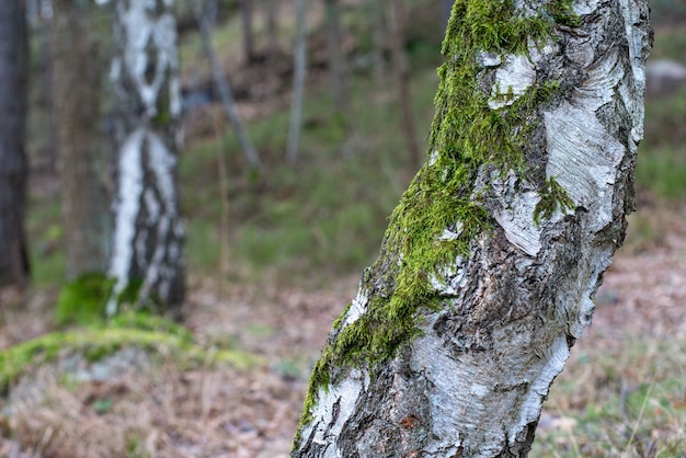 Снимок крупным планом дерева, покрытого мхом на размытом фоне