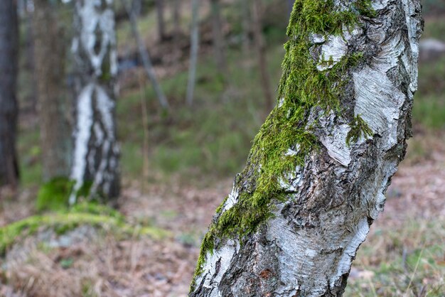 Closeup shot of a tree covered with moss on a blurred background