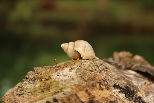 Closeup shot of tree snail shell on a wooden surface