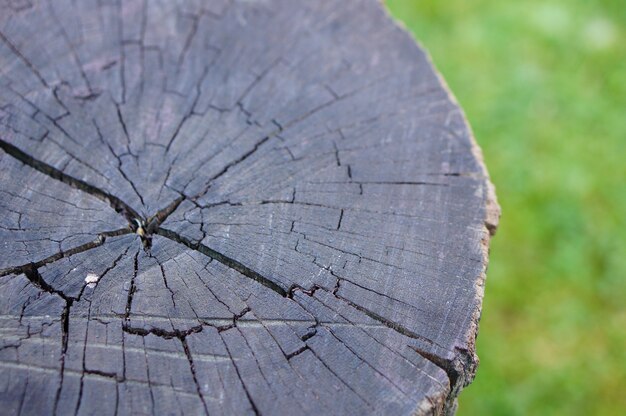 Closeup shot of a tree stump