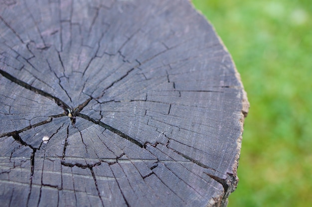 Closeup shot of a tree stump