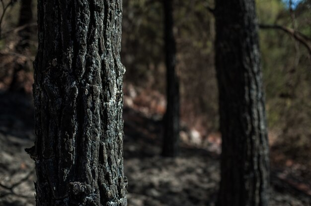 Closeup shot of a tree trunk with a blurred
