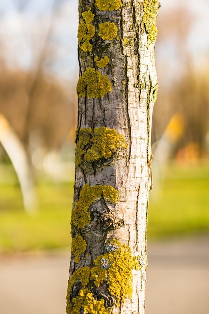 Closeup shot of a tree trunk with lichens and moss