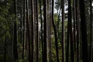 Free photo closeup shot of tree trunks