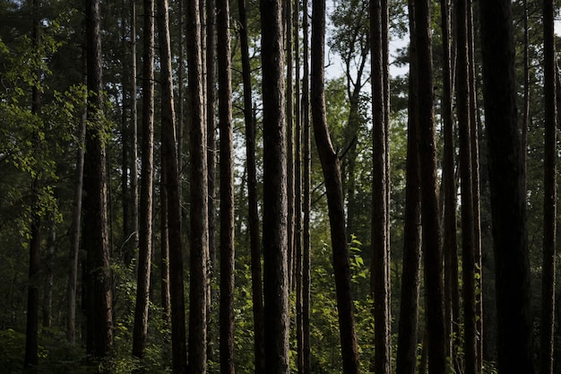 Closeup shot of tree trunks