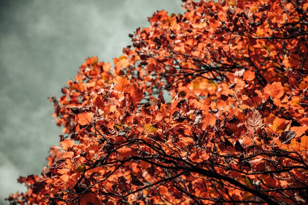 Closeup shot of a tree with orange leaves and a blurred cloudy sky in the background