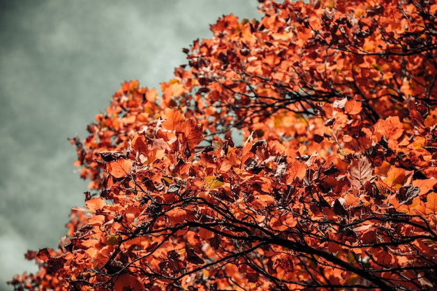 Макрофотография выстрел из дерева с оранжевыми листьями и размытым облачное небо на заднем плане
