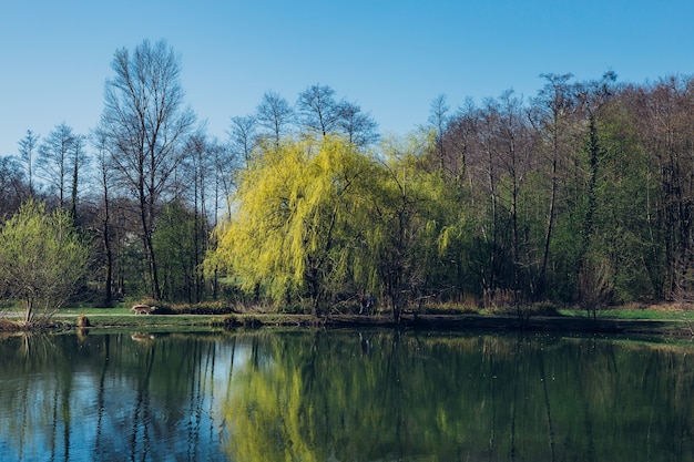 봄 동안 자그레브 크로아티아 Maksimir 공원에서 나무와 호수의 근접 촬영 샷