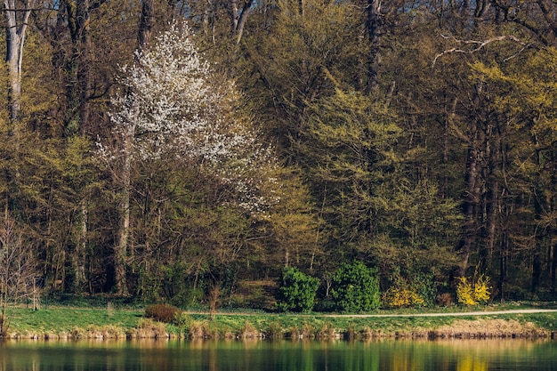 春の間にザグレブクロアチアのマクシミール公園の木と湖のクローズアップショット