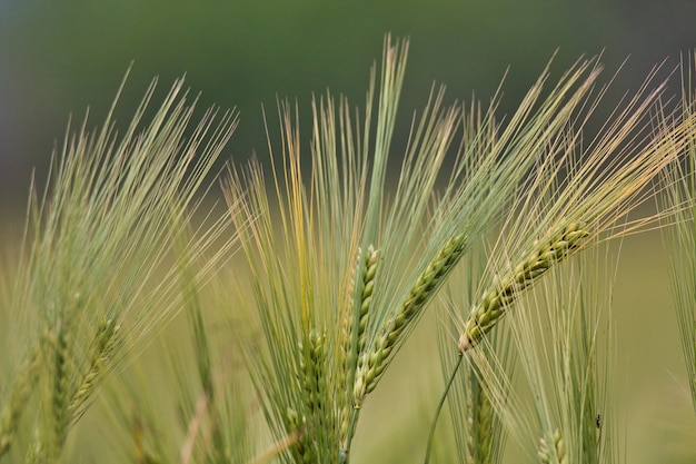 Free photo closeup shot of triticale plants