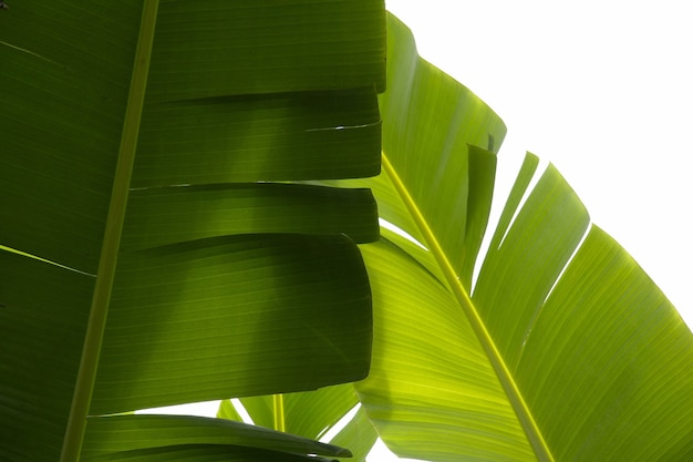 Closeup shot of tropical green plants with a white background