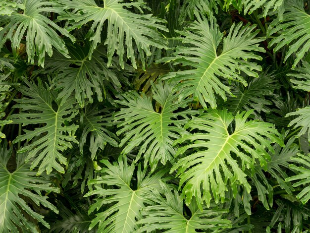 Closeup shot of a tropical plant green leaves