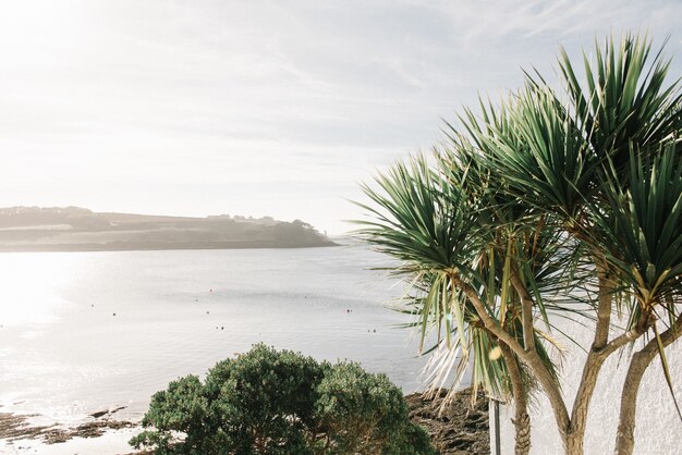 Free Photo closeup shot of tropical plants with the beautiful sea