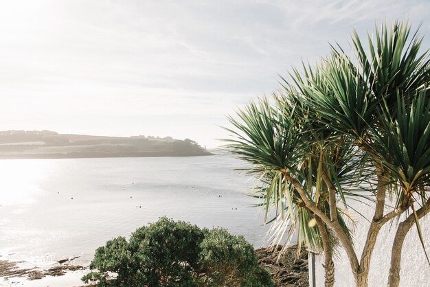 Closeup shot of tropical plants with the beautiful sea