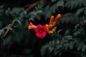 Free photo closeup shot of trumpet creeper flowers great for wallpaper