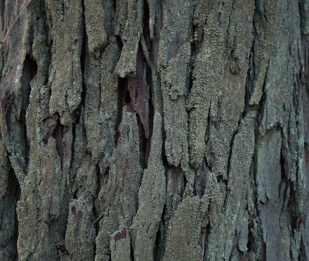 Free Photo closeup shot of the trunk of an old tree