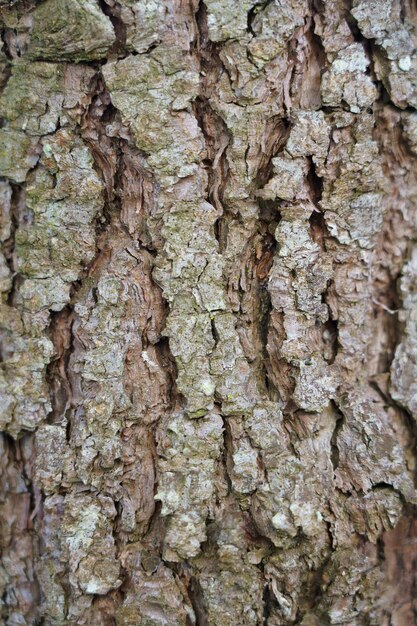 Closeup shot of a trunk of a pine tree