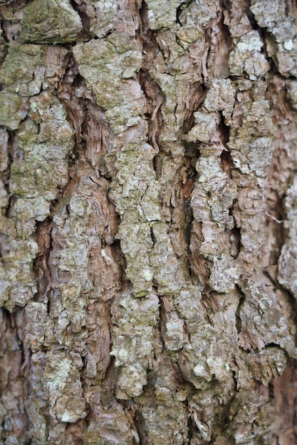 松の木の幹のクローズアップショット
