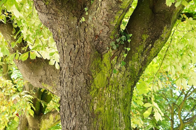 公園の木の幹のクローズアップショット