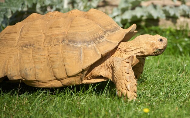 Closeup shot of a turtle at the zoo