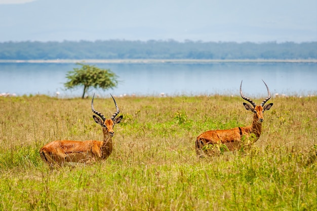 Closeup shot of two antelopes in the greenery with a lake