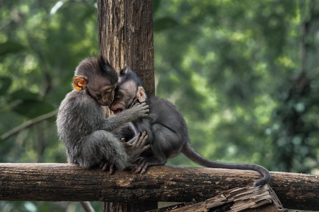Closeup shot of two baby monkeys embracing in a forest