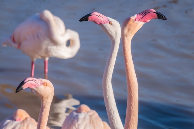 Primo piano di due bellissimi fenicotteri che si guardano l'uno dall'altro