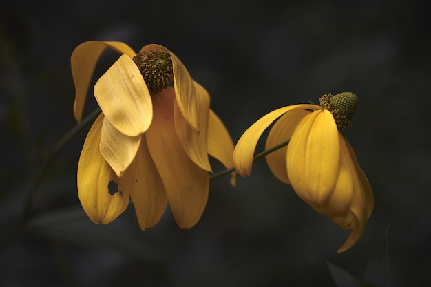 배경을 흐리게 두 아름 다운 노란 꽃의 근접 촬영 샷