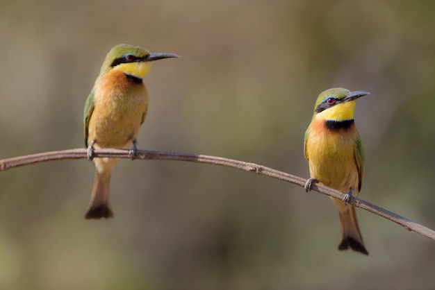 Closeup shot of two bee-eater bird on a branch