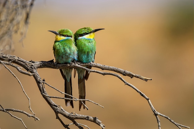 Closeup shot of two bee-eaters perched on a tree branch