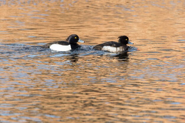 Closeup shot of two black and white ducks swimming in the lake