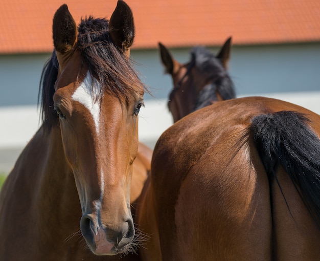 Макрофотография выстрел из двух коричневых лошадей, стоящих друг напротив друга на размытом фоне