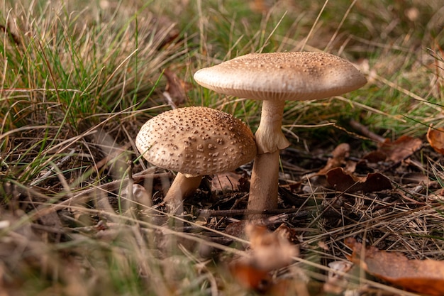 Closeup shot of two brown mushrooms next to each other surrounded by dry grass