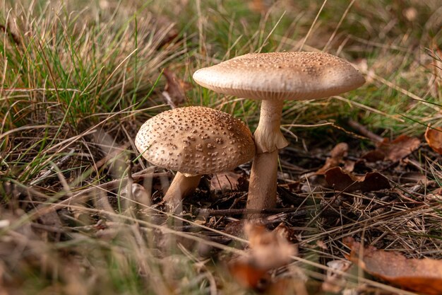 Closeup shot of two brown mushrooms next to each other surrounded by dry grass