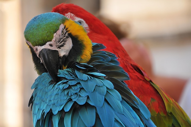 2つのカラフルなコンゴウインコのクローズアップショット