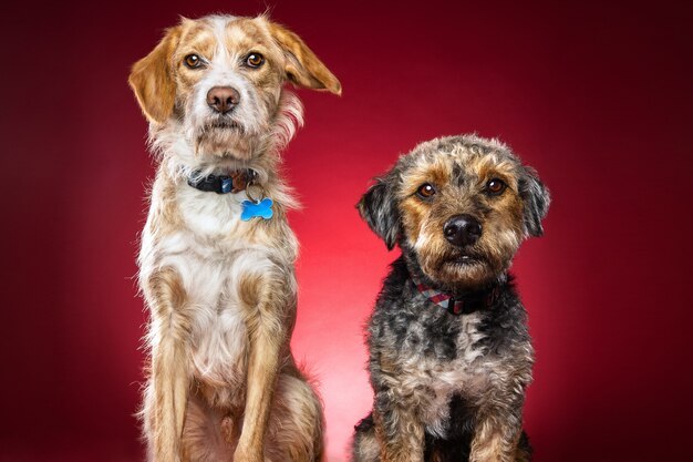 Closeup shot of two cute dog on a red