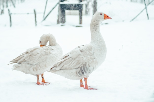 外の雪に覆われた地面に立っている2つのかわいいガチョウのクローズアップショット