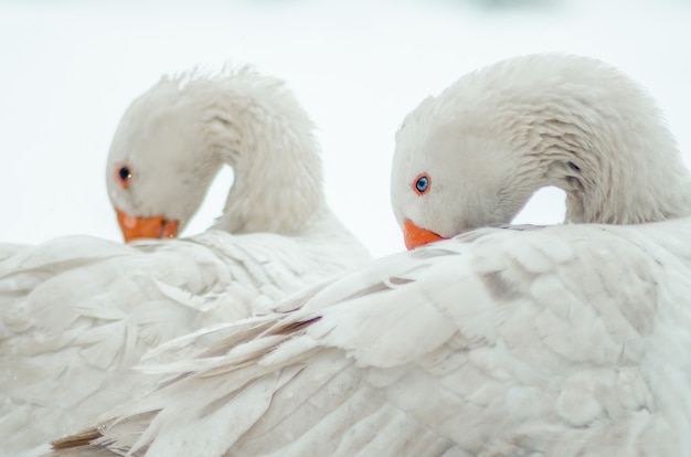 Closeup shot of the two cute white geese with twisted necks