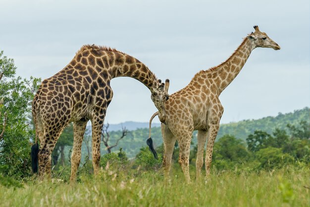 Closeup shot of two giraffes walking in a green field during daytime