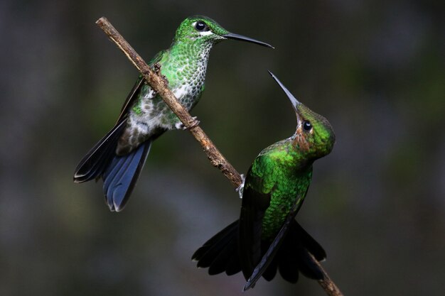 Closeup shot of two hummingbirds interacting on a twig
