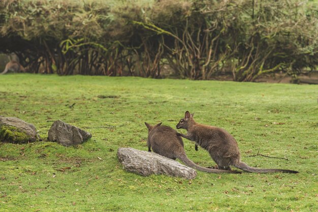 Closeup shot of two kangaroos playing by a rock in a field