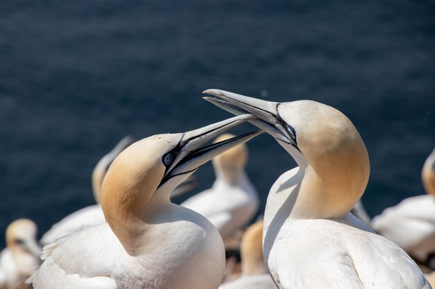 Closeup shot of two northern gannets on island Helgoland