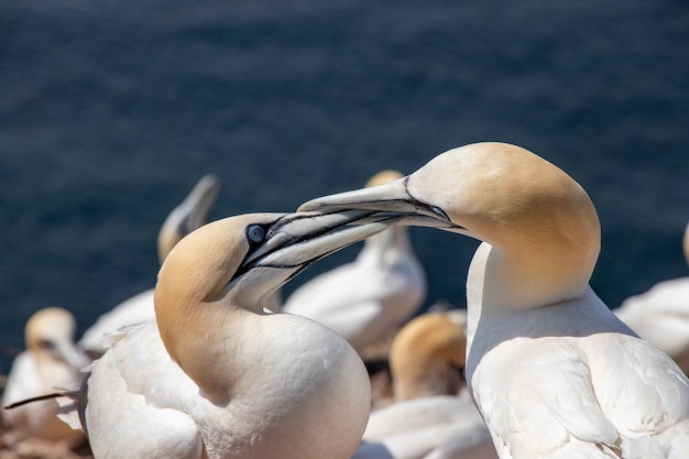Closeup shot of two Northern gannets kissing
