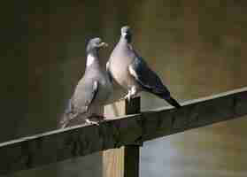 Foto gratuita colpo del primo piano di due piccioni su un recinto