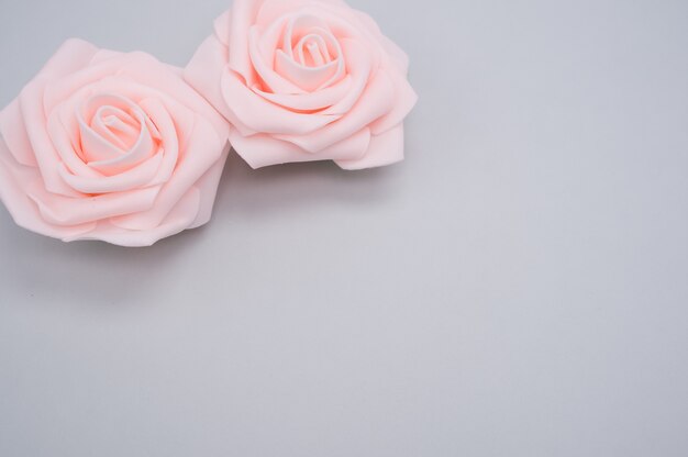 Closeup shot of two pink roses isolated on a blue background with copy space