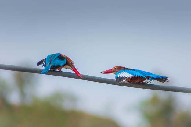 Closeup shot of two red-beaked birds sitting on a rope