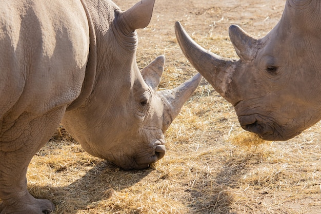 그들의 뿔과 질감 피부의 아름다운 디스플레이와 건초를 먹는 두 코뿔소의 근접 촬영 샷