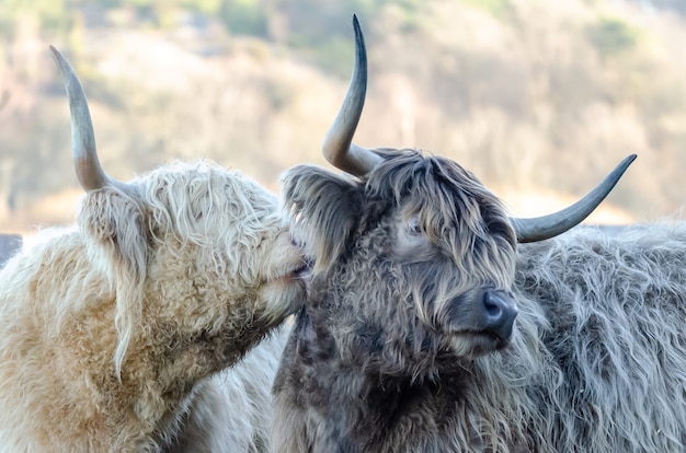 Closeup shot of two shaggy yaks