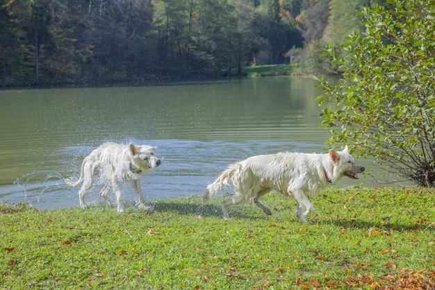 Closeup shot of two shepherds coming out of lake on a green meadow